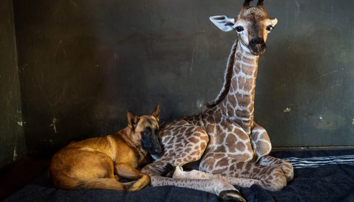 At the wildlife refuge, a dog and a baby giraffe who had been left behind by her mother struck up a friendship.