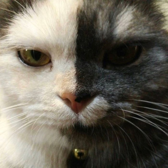 Two-faced cat Ket takes over the Internet. She’s very cute!