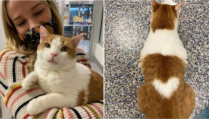 A cat has a perfectly shaped heart on its back and is searching for a family to adore.