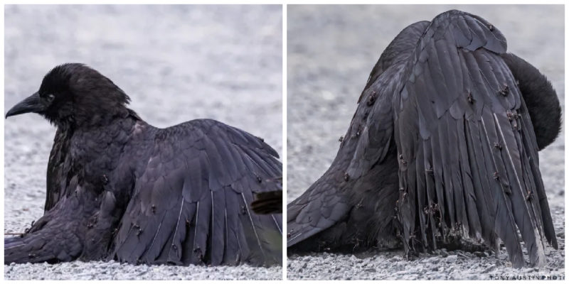 A unique crow action -  “anting” is on the center of photography by Tony Austin