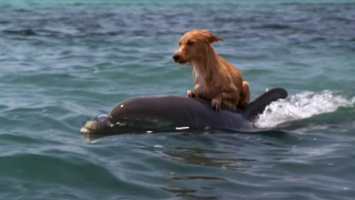 Unusual friendship: Labrador goes to the dock to swim with his dolphin companion virtually every day.