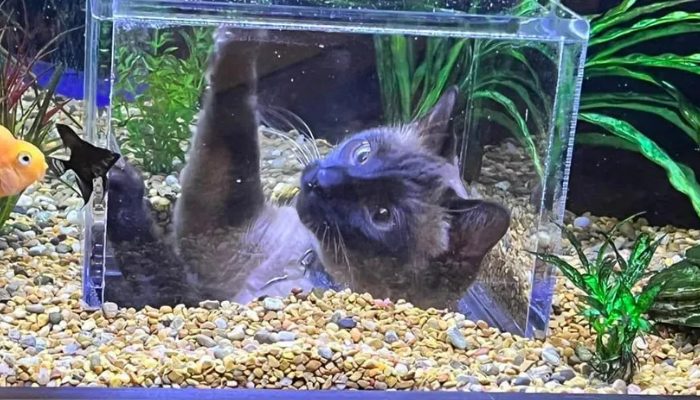 A woman buys a personalized aquarium for her cats’ obsession with fish.