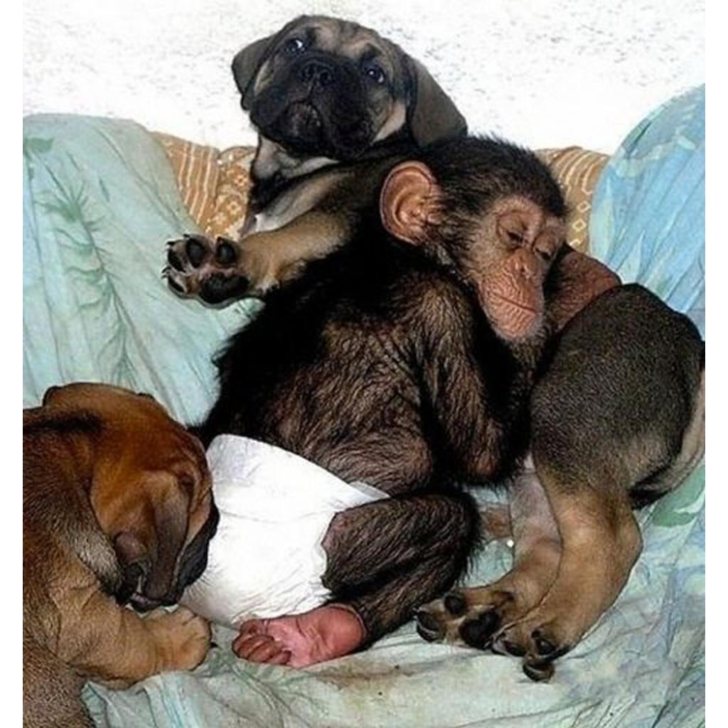 Beautiful Photos: Dog Adopts Baby Chimpanzee After Its Mother ᴅɪᴇs At Zoo