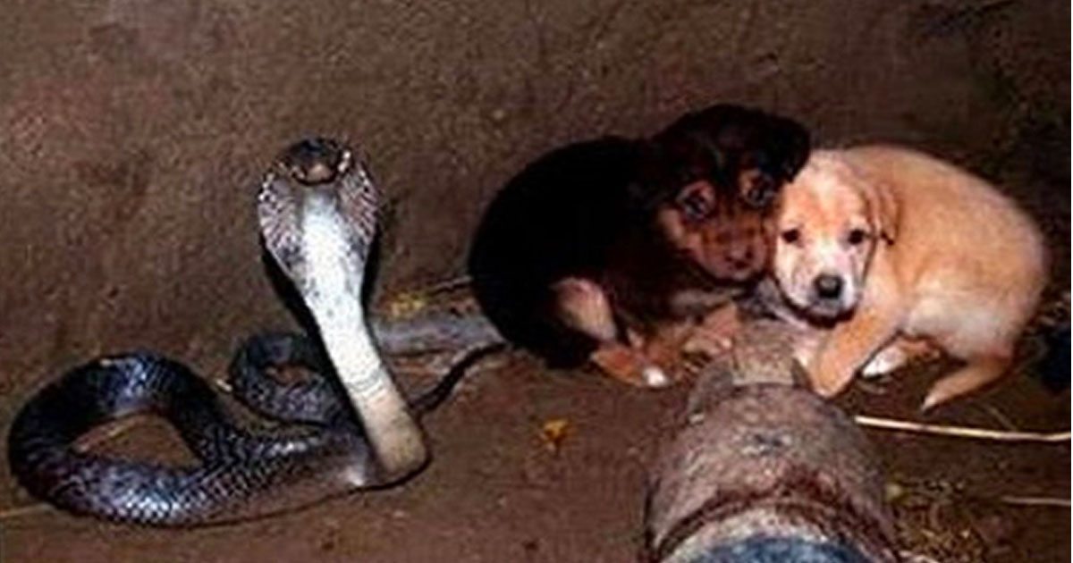 A Cobra and two puppies fell into a pit together
