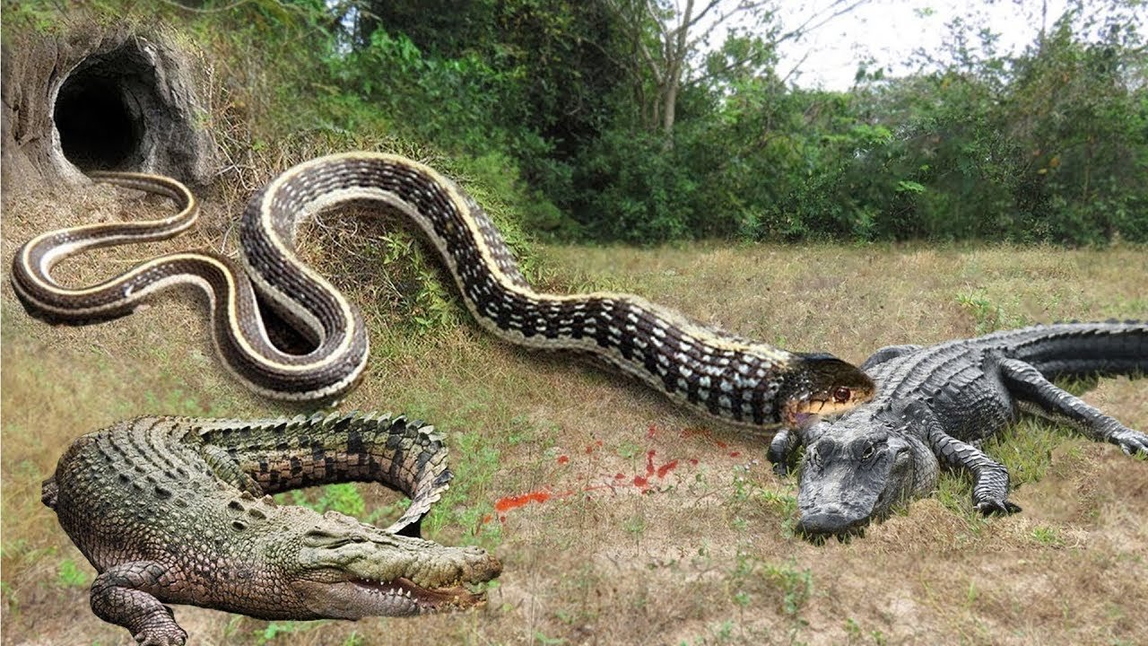Giant python can't move after trying to swallow crocodile