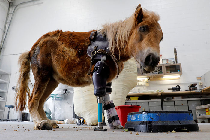 Pony Poniesin in Virginia (USA), Stands On Her Feet For The First Time With Prosthetic Limbs After Birth Accident