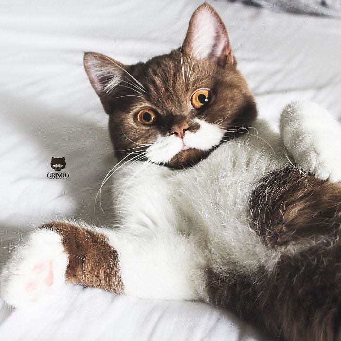 Meet Gringo, the adorable cat with a mustache that went viral on social media for his unique appearance.