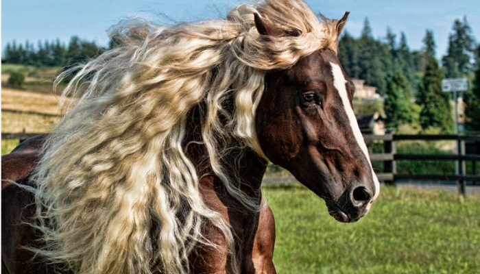 Introducing the stunning and rare German “Black Woods” horses.