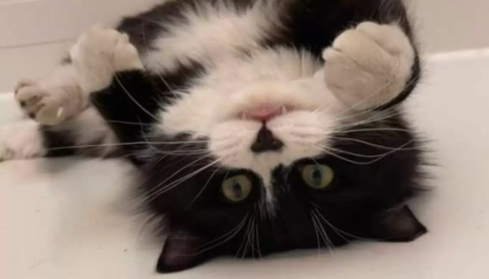 The cutest cat finds the perfect home and is content there.