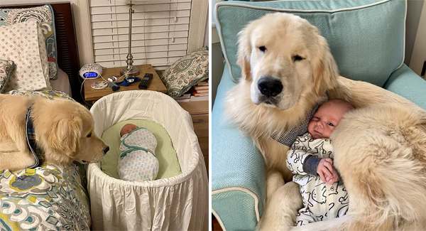 Cute Golden Retriever Loves His Baby Brother