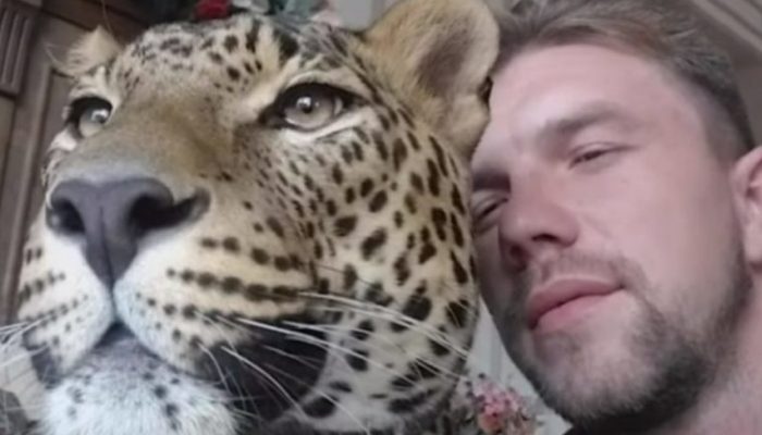 A resident of Yekaterinburg purchased a leopard from the zoo and keeps it as a pet.