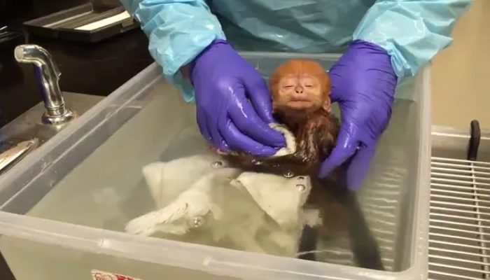 In the first bath, a newborn monkey grabs 24 million hearts with his sweet “hugs.”