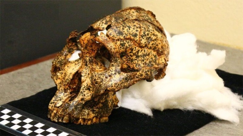 Two million-year-old skull of human cousin found by Australian team in South African cave